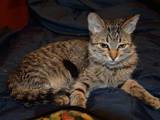 Кошки, котята Европейская короткошерстная, цена 11 Грн., Фото
