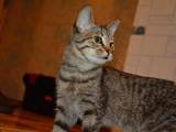Кошки, котята Европейская короткошерстная, цена 11 Грн., Фото