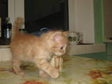Кішки, кошенята Невськая маскарадна, ціна 50 Грн., Фото