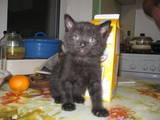 Кошки, котята Невская маскарадная, цена 50 Грн., Фото