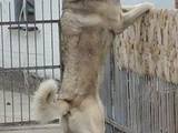 Собаки, щенята Турецька Кангал, ціна 4000 Грн., Фото