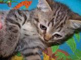 Кішки, кошенята Екзотична короткошерста, ціна 100 Грн., Фото