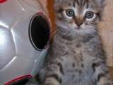 Кішки, кошенята Екзотична короткошерста, ціна 100 Грн., Фото