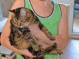 Кішки, кошенята Курильський бобтейл, ціна 500 Грн., Фото
