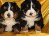 Собаки, щенки Бернская горная собака, цена 3000 Грн., Фото