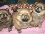 Собаки, щенята Малий шпіц, ціна 4000 Грн., Фото