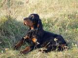 Собаки, щенки Сеттер-гордон, цена 3000 Грн., Фото