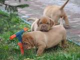 Собаки, щенята Бордоський дог, ціна 8000 Грн., Фото