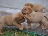 Собаки, щенки Бордосский дог, цена 8000 Грн., Фото