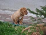 Собаки, щенята Бордоський дог, ціна 8000 Грн., Фото