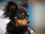 Собаки, щенки Русский длинношерстный тойтерьер, цена 2500 Грн., Фото