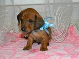 Собаки, щенки Гладкошерстная миниатюрная такса, цена 700 Грн., Фото
