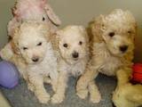 Собаки, щенки Большой пудель, цена 1000 Грн., Фото