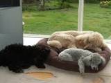 Собаки, щенки Большой пудель, цена 1000 Грн., Фото