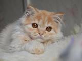 Кошки, котята Хайленд Фолд, цена 1600 Грн., Фото