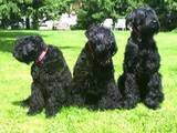 Собаки, щенята Чорний тер'єр, ціна 2000 Грн., Фото