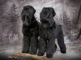 Собаки, щенята Чорний тер'єр, ціна 2000 Грн., Фото