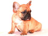 Собаки, щенки Французский бульдог, цена 4000 Грн., Фото