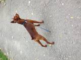Собаки, щенята Карликовий пінчер, ціна 10 Грн., Фото