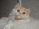 Кошки, котята Хайленд Фолд, цена 1600 Грн., Фото