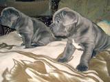 Собаки, щенки Мастино неаполетано, цена 4000 Грн., Фото