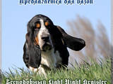 Собаки, щенята Бассет, ціна 6000 Грн., Фото