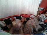 Кішки, кошенята Донський сфінкс, ціна 200 Грн., Фото