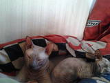 Кошки, котята Донской сфинкс, цена 200 Грн., Фото