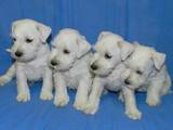 Собаки, щенки Цвергшнауцер, цена 5000 Грн., Фото