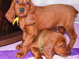 Собаки, щенята Ірландський сетер, ціна 1000 Грн., Фото