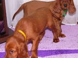 Собаки, щенки Ирландский сеттер, цена 1000 Грн., Фото