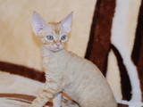 Кошки, котята Девон-рекс, цена 3500 Грн., Фото