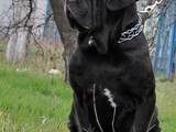 Собаки, щенята Мастіно неаполетано, ціна 1000 Грн., Фото