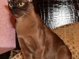 Кошки, котята Бурма, цена 3000 Грн., Фото