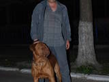 Собаки, щенята Бордоський дог, ціна 1 Грн., Фото