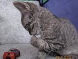 Кішки, кошенята Девон-рекс, ціна 3500 Грн., Фото