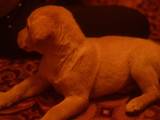Собаки, щенята Лабрадор ретрівер, ціна 1200 Грн., Фото