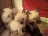 Кішки, кошенята Меконгській бобтейл, ціна 300 Грн., Фото