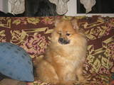 Собаки, щенята Карликовий шпіц, ціна 500 Грн., Фото