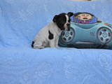 Собаки, щенята Французький бульдог, ціна 2000 Грн., Фото