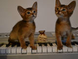 Кошки, котята Абиссинская, цена 4000 Грн., Фото