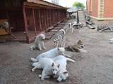 Собаки, щенки Аляскинский маламут, цена 20000 Грн., Фото