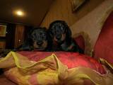 Собаки, щенята Гладкошерста мініатюрна такса, ціна 350 Грн., Фото