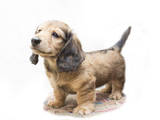 Собаки, щенята Довгошерста такса, ціна 10 Грн., Фото