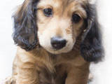 Собаки, щенята Довгошерста мініатюрна такса, ціна 10 Грн., Фото