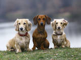 Собаки, щенята Довгошерста мініатюрна такса, ціна 10 Грн., Фото