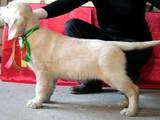 Собаки, щенята Золотистий ретрівер, ціна 4010 Грн., Фото
