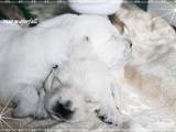 Собаки, щенята Золотистий ретрівер, ціна 4000 Грн., Фото