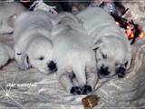 Собаки, щенята Золотистий ретрівер, ціна 4000 Грн., Фото