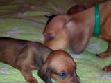 Собаки, щенки Гладкошерстная кроличья такса, цена 800 Грн., Фото